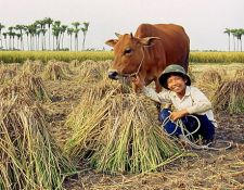 Sdostasien, Vietnam: Von den Bergstmmen bis zum Mekongdelta - Ein vietnamesischer Bauer mit seiner Kuh